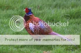 anh em 5giay nào từng cắt trĩ rồi giúp em với