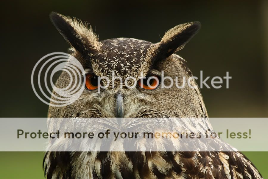 Fotografie