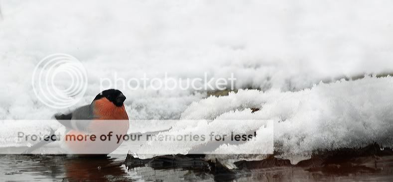 Fotografie