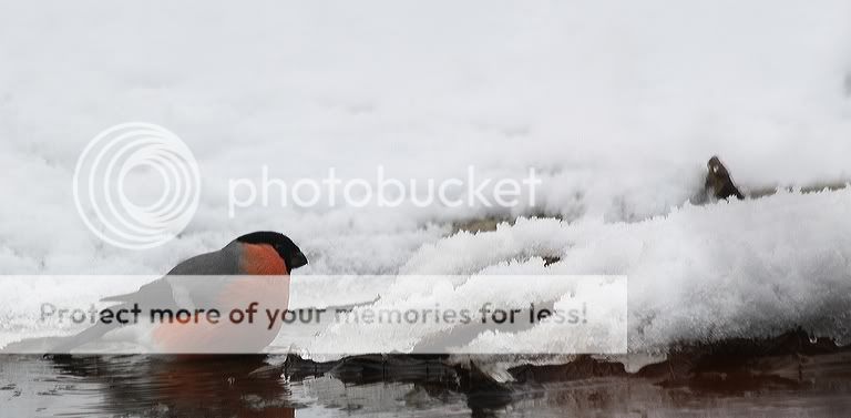 Fotografie