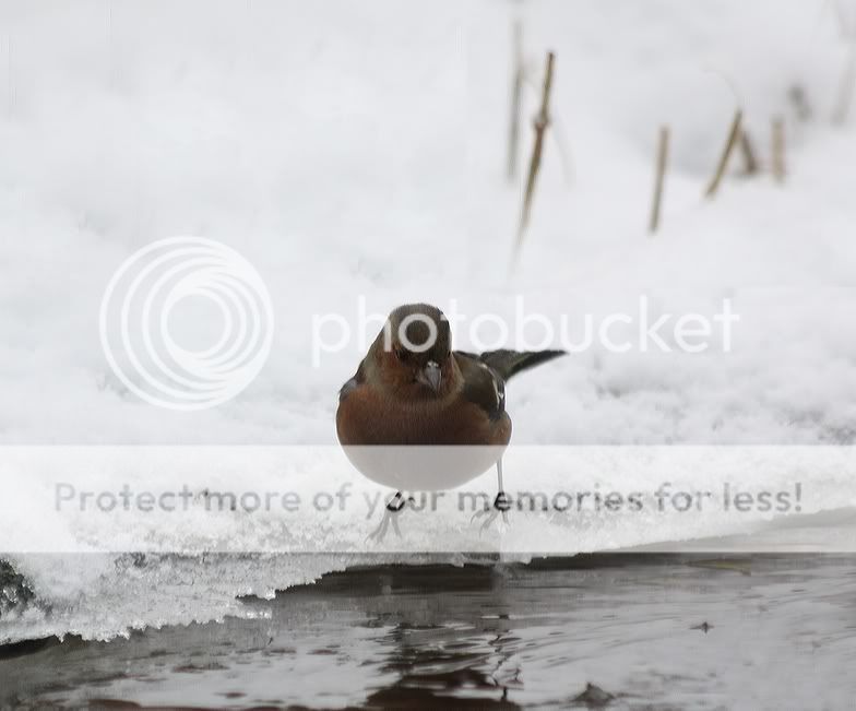 Fotografie