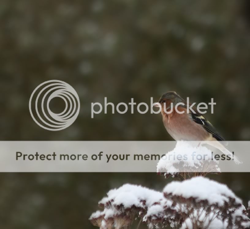 Fotografie