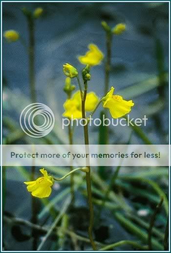 Bladderwort-big.jpg