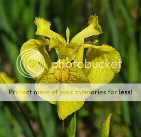 Iris_pseudacorus_flower.jpg