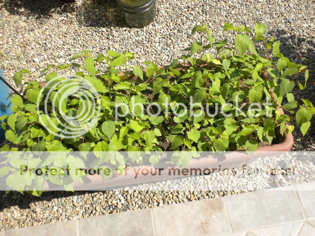 DSCN3758.jpg